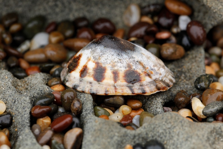 limpet